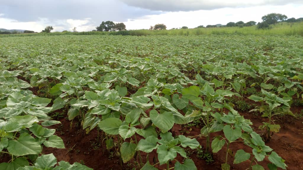 2025/2026 SUNFLOWER SCHOOL FIELD