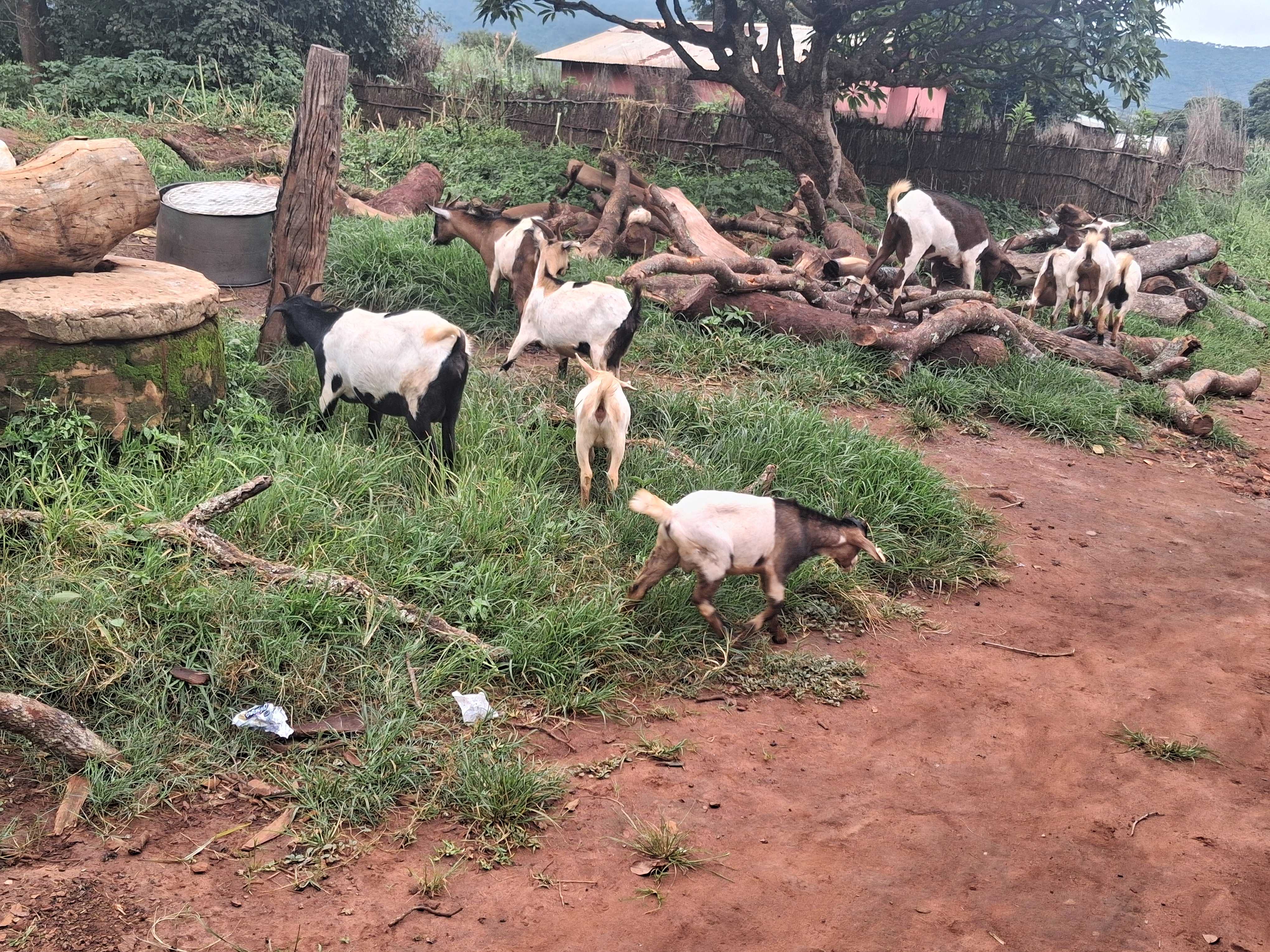 goat rearing